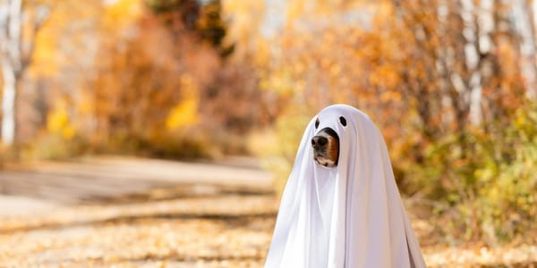 Costume Parade Photos